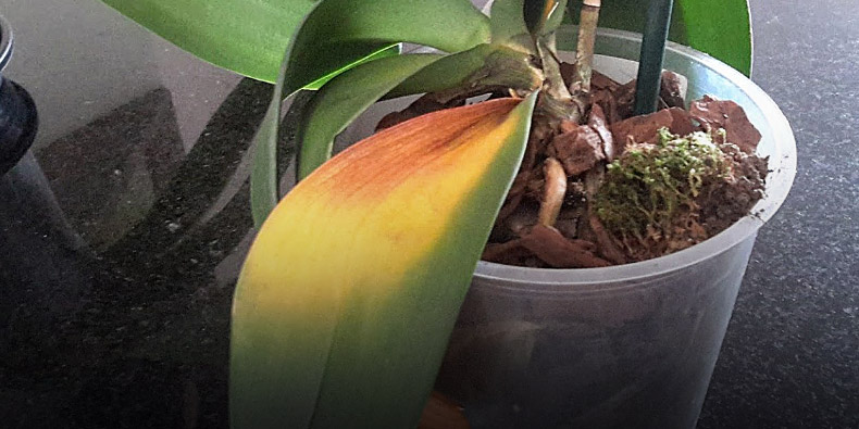 Folha da Orquídea Amarelada