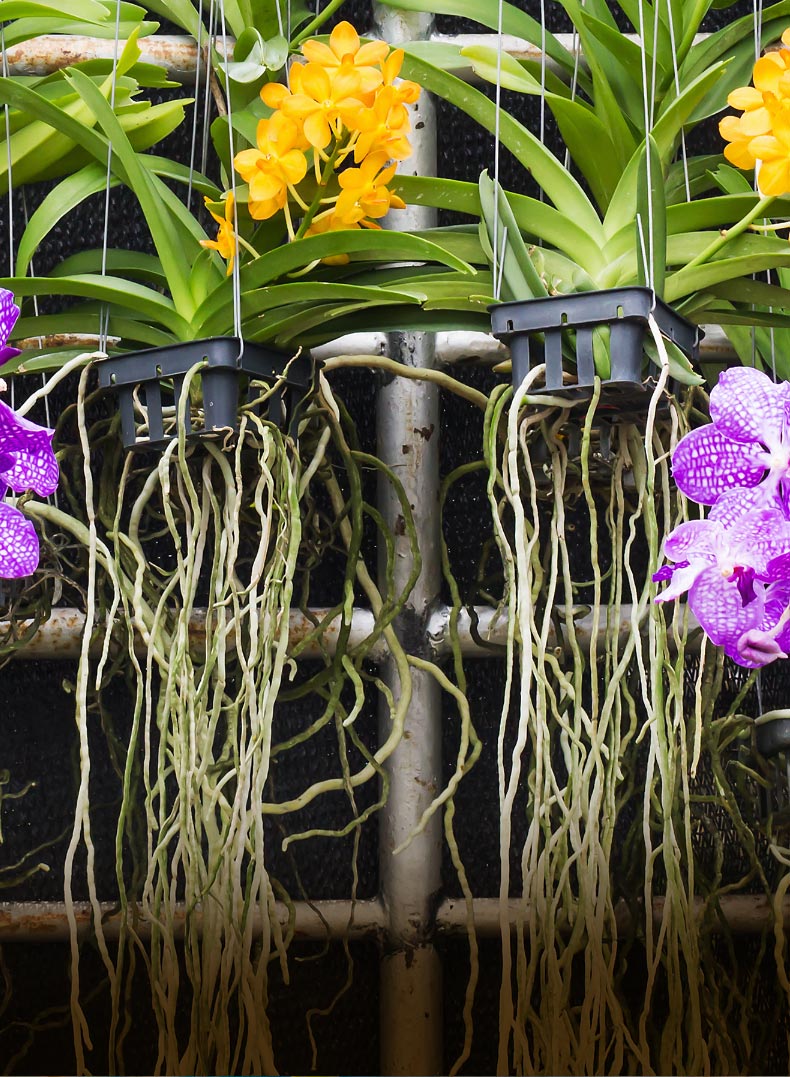 Aparecimento dos Brotos de Floração