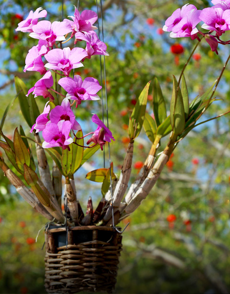Linda orquídea pendurada