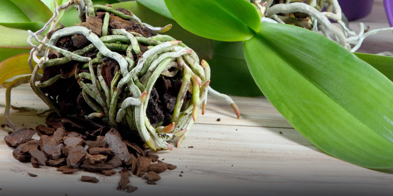 Substrato utlizado para replantio de orquídeas.