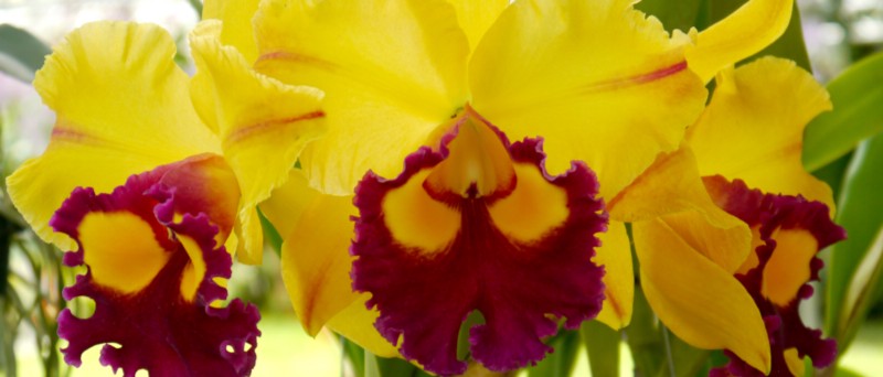 Com 50 mil espécies de orquídeas, como escolher a minha? - Forth Jardim