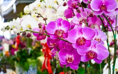 Como ter orquídeas floridas o ano todo? - Forth Jardim
