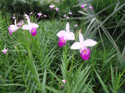 Como ter orquídeas floridas o ano todo? - Forth Jardim