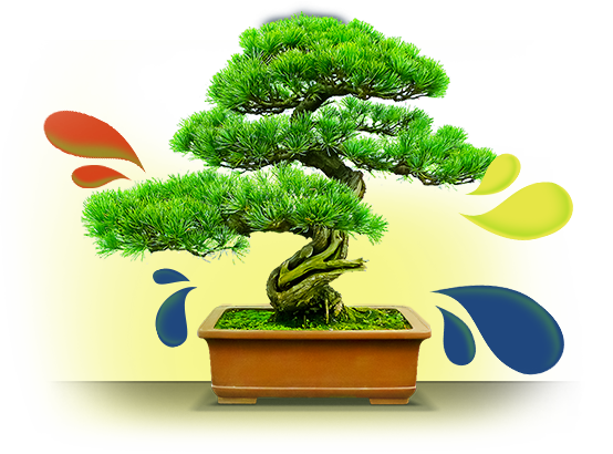 Imagem contém um bonsai.